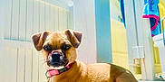 Piper is registered to the contest to win money with this photo: dog, puppy, collar, pet, poolside, sunny, outdoor, tile, fence, lifebuoy, blue_sky, towel, relaxing, small_dog, canine, summer, daylight, shadow, resting, cute