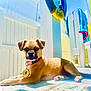 dog, puppy, collar, pet, poolside, sunny, outdoor, tile, fence, lifebuoy, blue_sky, towel, relaxing, small_dog, canine, summer, daylight, shadow, resting, cute