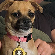 Piper joined the competition — help win amazing prizes! dog, pet, collar, tag, lightning_bolt, indoor, person, hand, brown_dog, close_up, fur, animal, cute, small_dog, face, ears, black_nose, portrait, expression, pink_collar