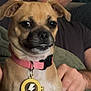dog, pet, collar, tag, lightning_bolt, indoor, person, hand, brown_dog, close_up, fur, animal, cute, small_dog, face, ears, black_nose, portrait, expression, pink_collar