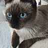 cat, siamese_cat, blue_eyes, pet, feline, portrait, close_up, indoors, scratching_post, cat_tree, perched, brown_fur, dark_points, white_chest, whiskers, ears, animal, home, window, plant