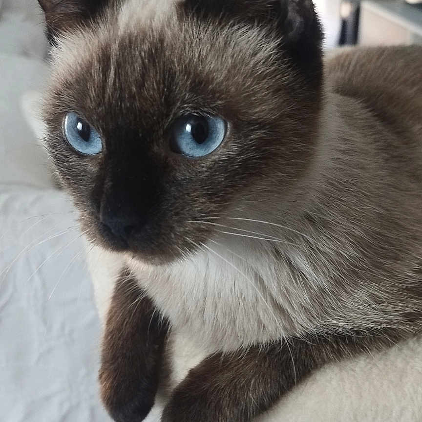 Suna a rejoint le concours — aidez-le/la à gagner de superbes lots ! cat, siamese_cat, blue_eyes, pet, feline, portrait, close_up, indoors, scratching_post, cat_tree, perched, brown_fur, dark_points, white_chest, whiskers, ears, animal, home, window, plant