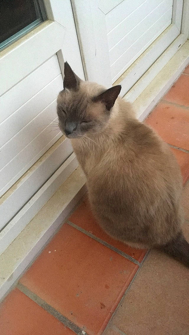 Filou participe au concours pour gagner de l'argent avec cette photo : balinese, birman, burmese, carnivore, cat, domestic_long_haired_cat, fawn, felidae, himalayan, korat, mammal, nebelung, siamese, small_to_medium_sized_cats, snowshoe, tail, thai, tonkinese, vertebrate, whiskers