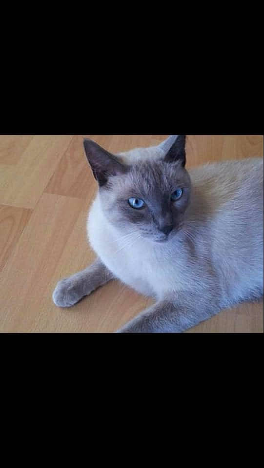 Filou