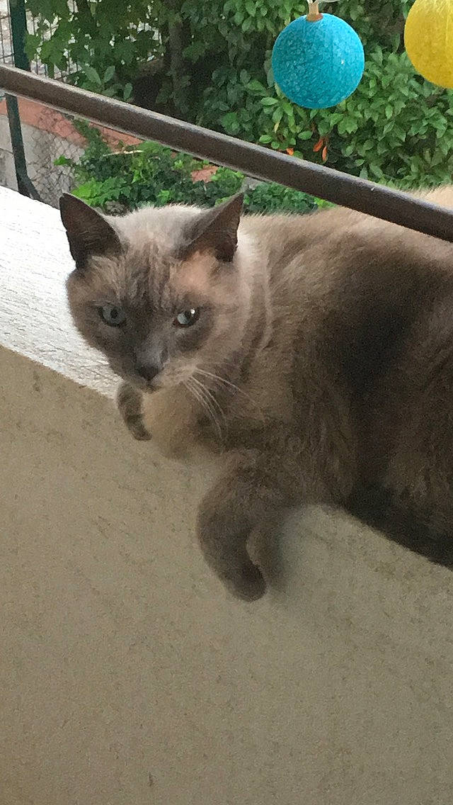 Filou participe au concours pour gagner de l'argent avec cette photo : asian, british_shorthair, burmese, carnivore, cat, chartreux, domestic_short_haired_cat, fawn, felidae, korat, mammal, nebelung, ojos_azules, russian_blue, siamese, small_to_medium_sized_cats, thai, tonkinese, vertebrate, whiskers