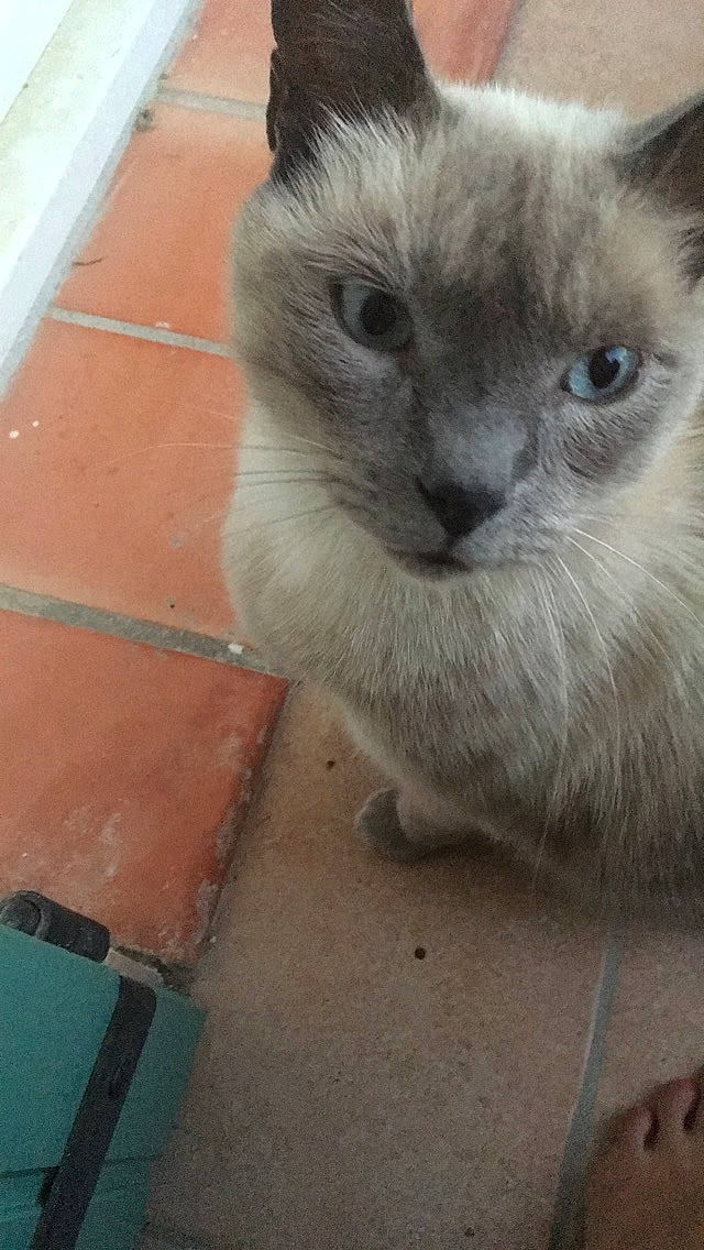 Filou a rejoint le concours — aidez-le/la à gagner de superbes lots ! balinese, birman, burmese, carnivore, cat, domestic_long_haired_cat, fawn, felidae, himalayan, kitten, mammal, nebelung, ragdoll, siamese, small_to_medium_sized_cats, snout, thai, tonkinese, vertebrate, whiskers