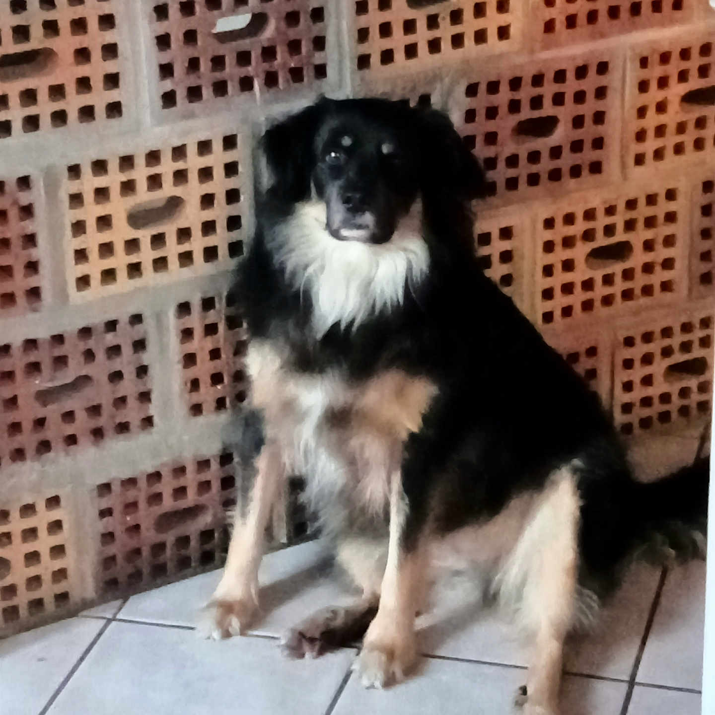 Rocky a rejoint le concours — aidez-le/la à gagner de superbes lots ! accessories, animal, architecture, brick, canine, cockerspaniel, collie, dog, eskimodog, flagstone, germanshepherd, husky, papillon, path, pet, puppy, slate, strap, tile, walkway