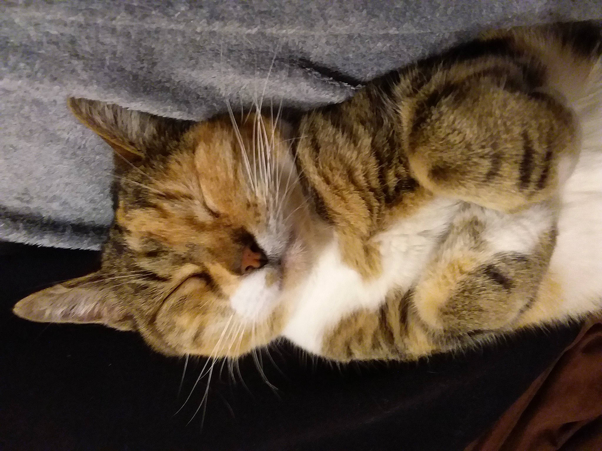 Caline a rejoint le concours — aidez-le/la à gagner de superbes lots ! asian, carnivore, cat, close_up, domestic_short_haired_cat, dragon_li, ear, european_shorthair, eye, felidae, fur, kitten, nap, paw, sky, sleep, small_to_medium_sized_cats, snout, tabby_cat, whiskers