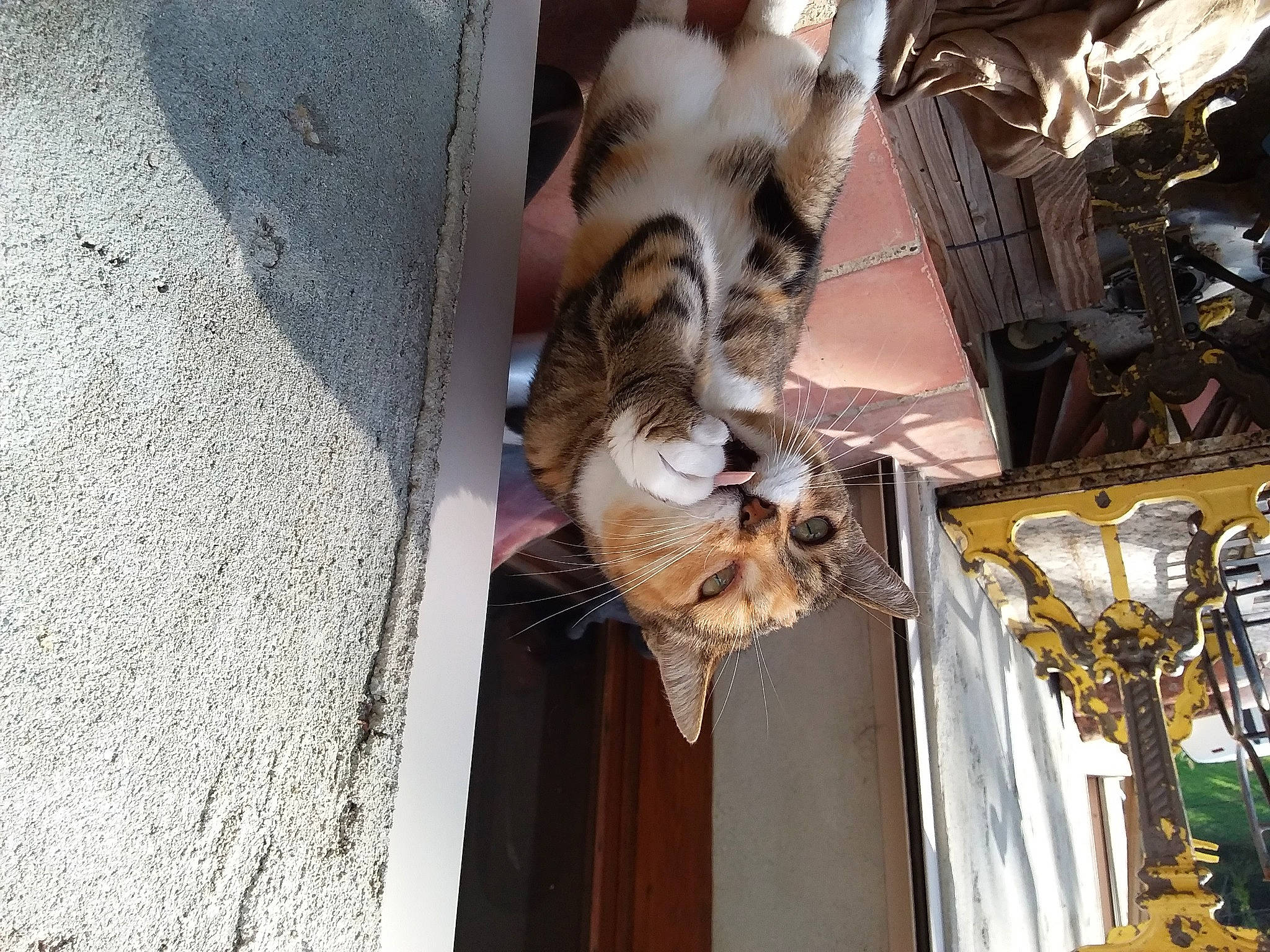 Caline a rejoint le concours — aidez-le/la à gagner de superbes lots ! canidae, carnivore, cat, companion_dog, fawn, felidae, small_to_medium_sized_cats, sporting_group, whiskers