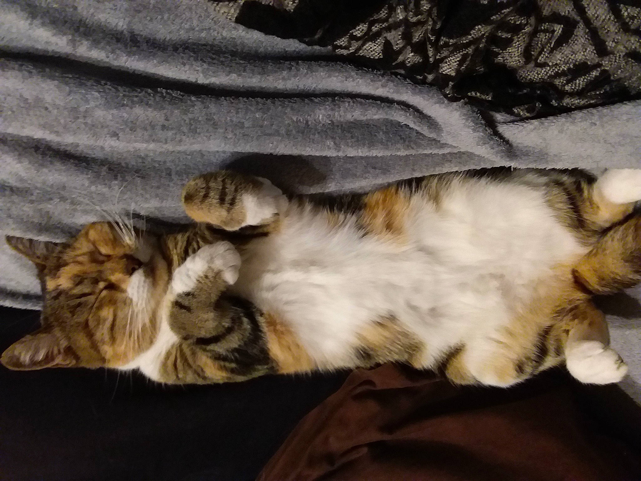 Caline participe au concours pour gagner de l'argent avec cette photo : carnivore, cat, domestic_long_haired_cat, european_shorthair, fawn, felidae, fur, kitten, maine_coon, mammal, nap, norwegian_forest_cat, paw, sleep, small_to_medium_sized_cats, tabby_cat, whiskers