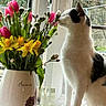 black, bouquet, cat, curious, daffodil, decor, flower, green, home, indoor, nature, pet, plant, spring, sunlight, tulip, vase, white, window, windowsill
