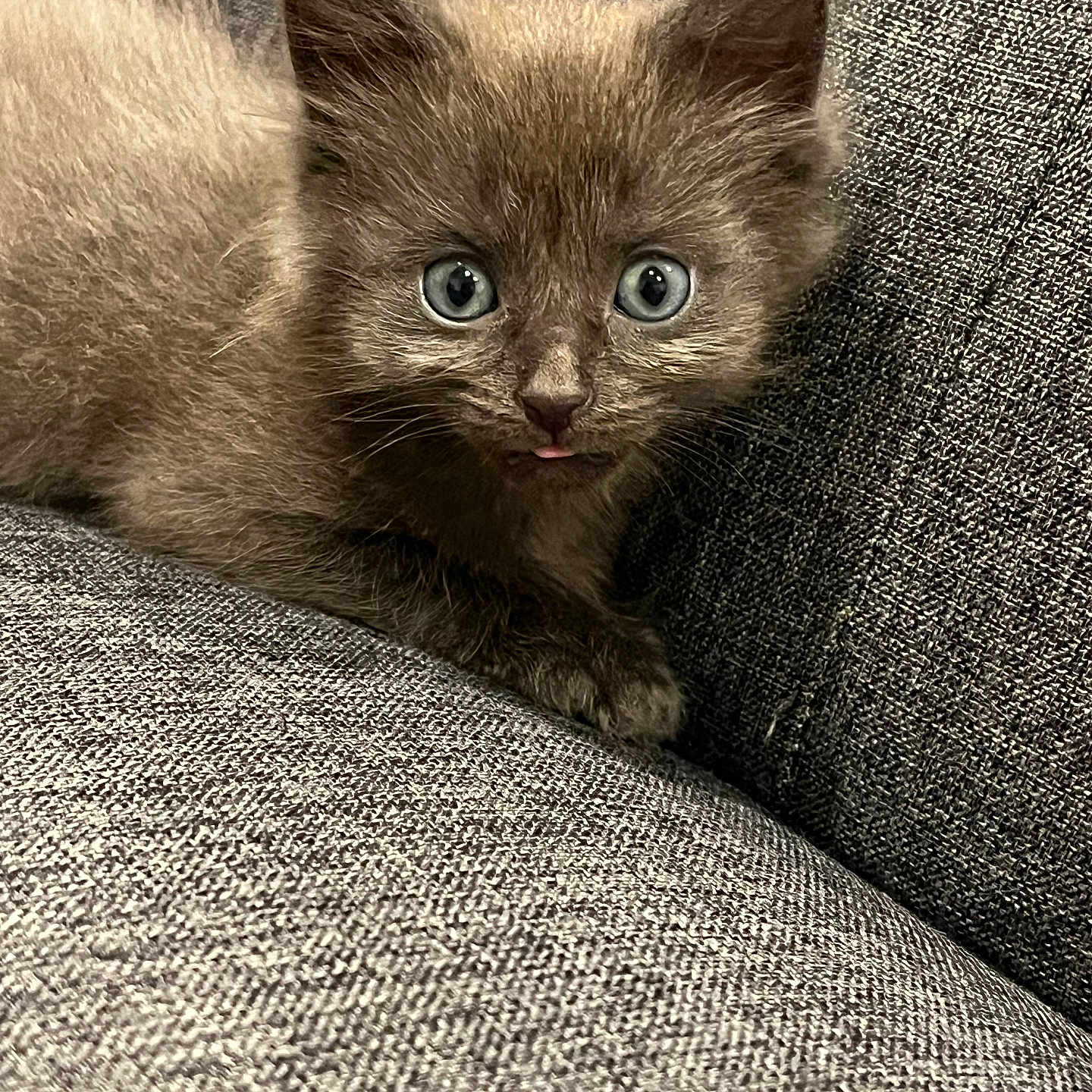 Bear joined the competition — help win amazing prizes! abyssinian, angora, animal, armchair, cat, chair, couch, furniture, homedecor, kitten, manx, pet, siamese