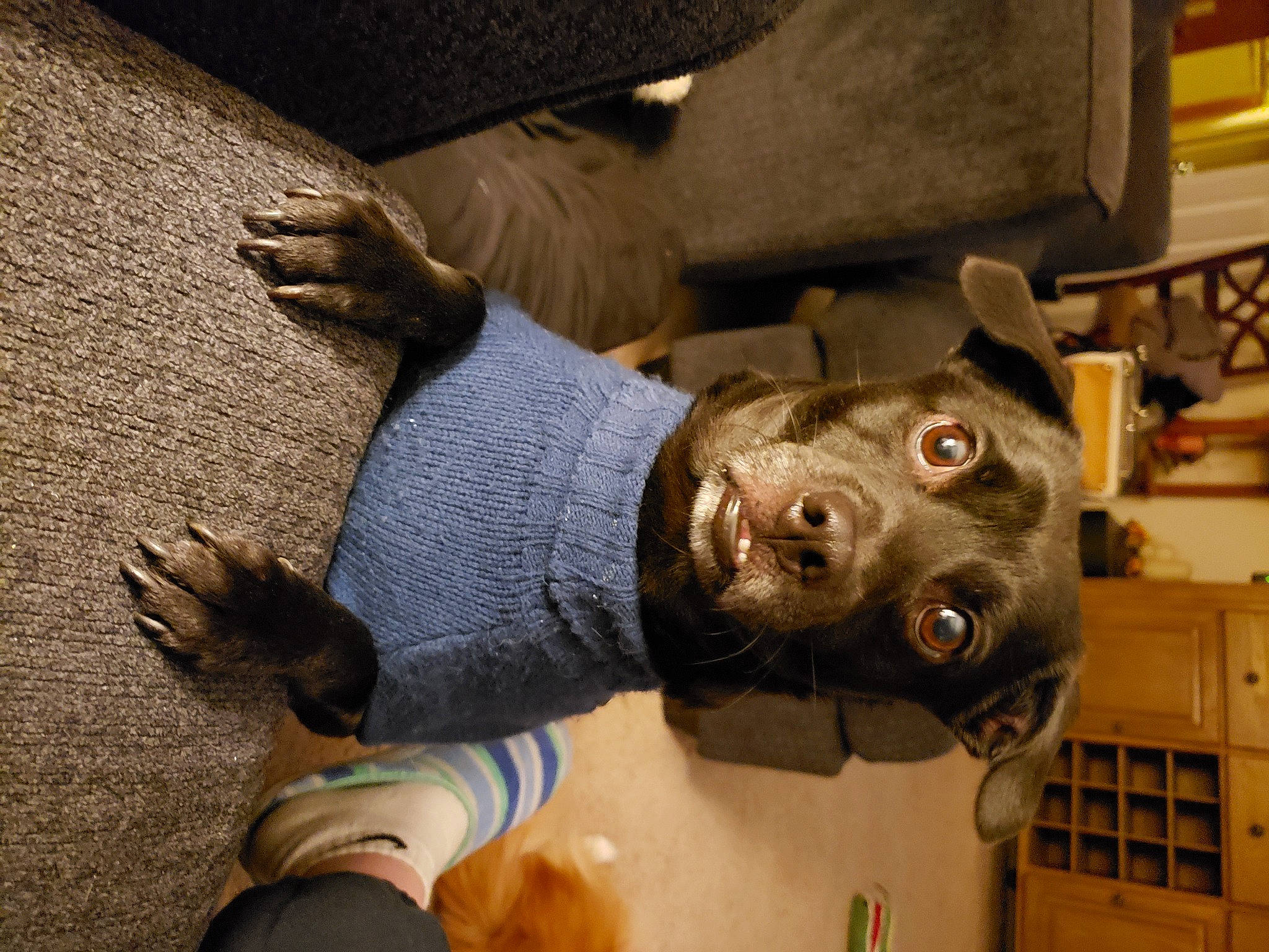 Eclipse is registered to the contest to win money with this photo: art, auto_part, canidae, carnivore, dog, dog_breed, drawer, fawn, gesture, guard_dog, helmet, metal, non_sporting_group, personal_protective_equipment, sculpture, snout, sporting_group, wood, working_animal, wrist