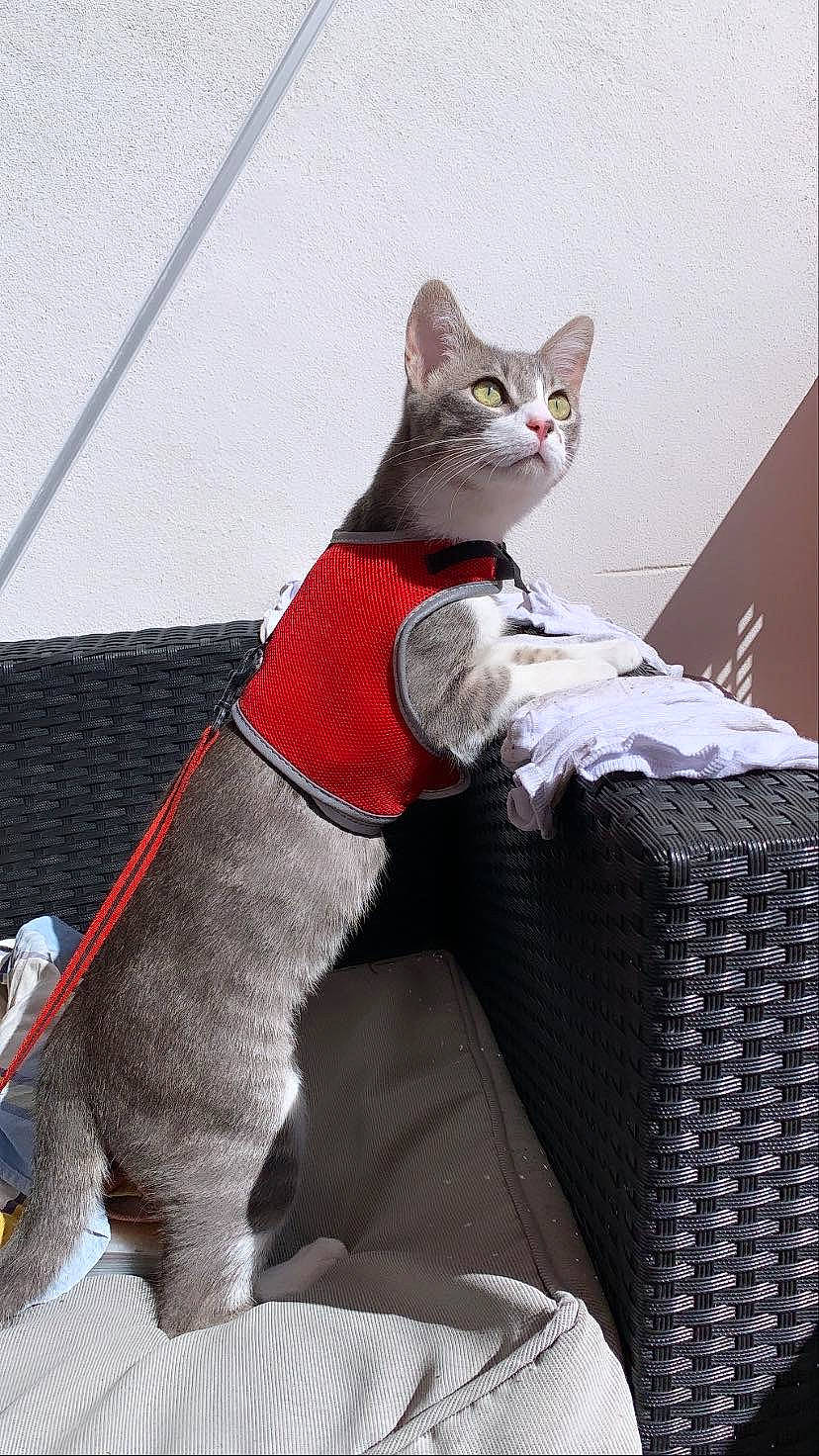 Onze participe au concours pour gagner de l'argent avec cette photo : asian, carnivore, cat, devon_rex, domestic_short_haired_cat, felidae, german_rex, mammal, small_to_medium_sized_cats, snout, whiskers