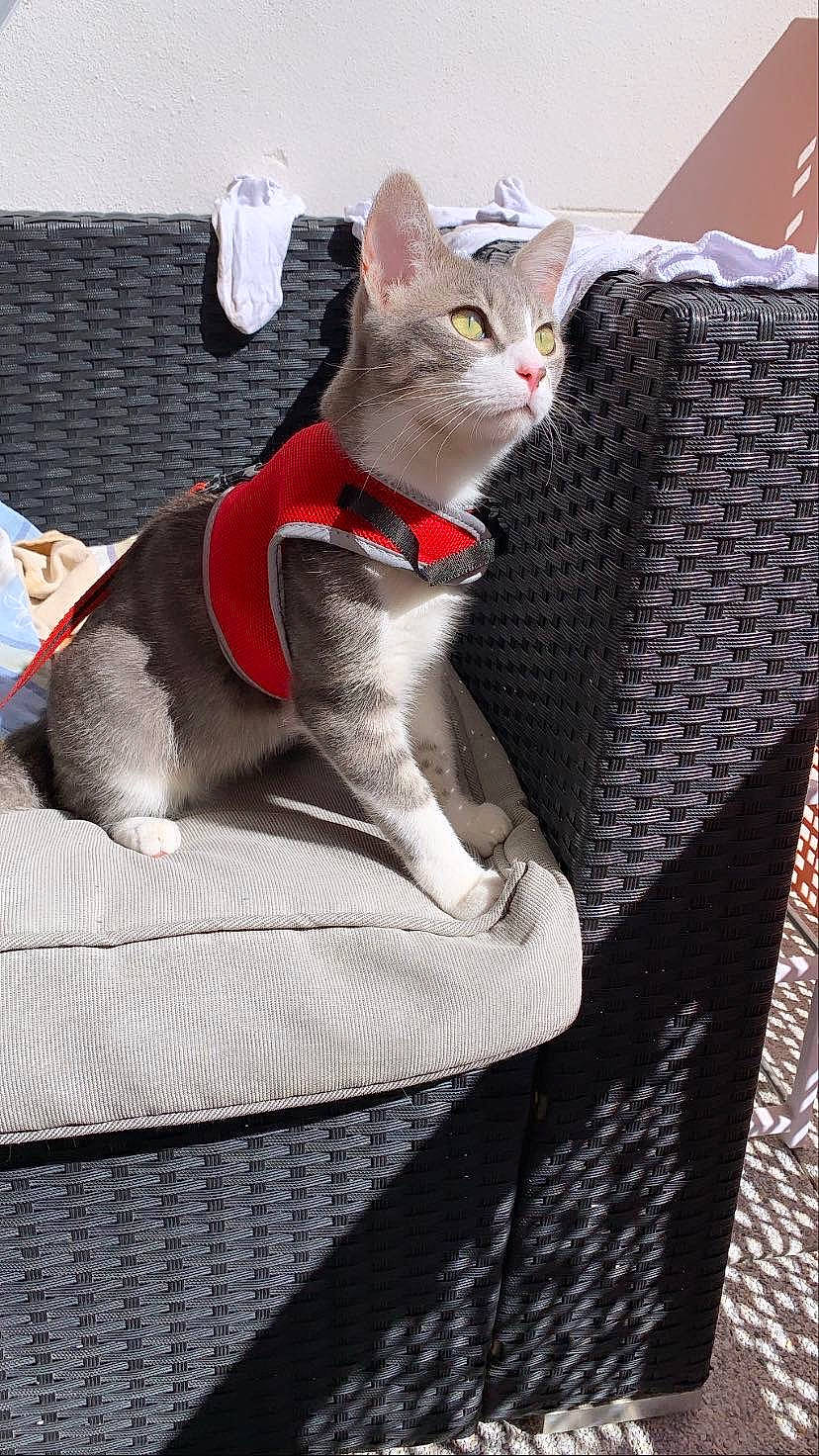 Onze participe au concours pour gagner de l'argent avec cette photo : aegean_cat, american_wirehair, asian, british_shorthair, carnivore, cat, chartreux, chausie, domestic_short_haired_cat, fawn, felidae, german_rex, kitten, mammal, russian_blue, singapura, small_to_medium_sized_cats, vertebrate, whiskers