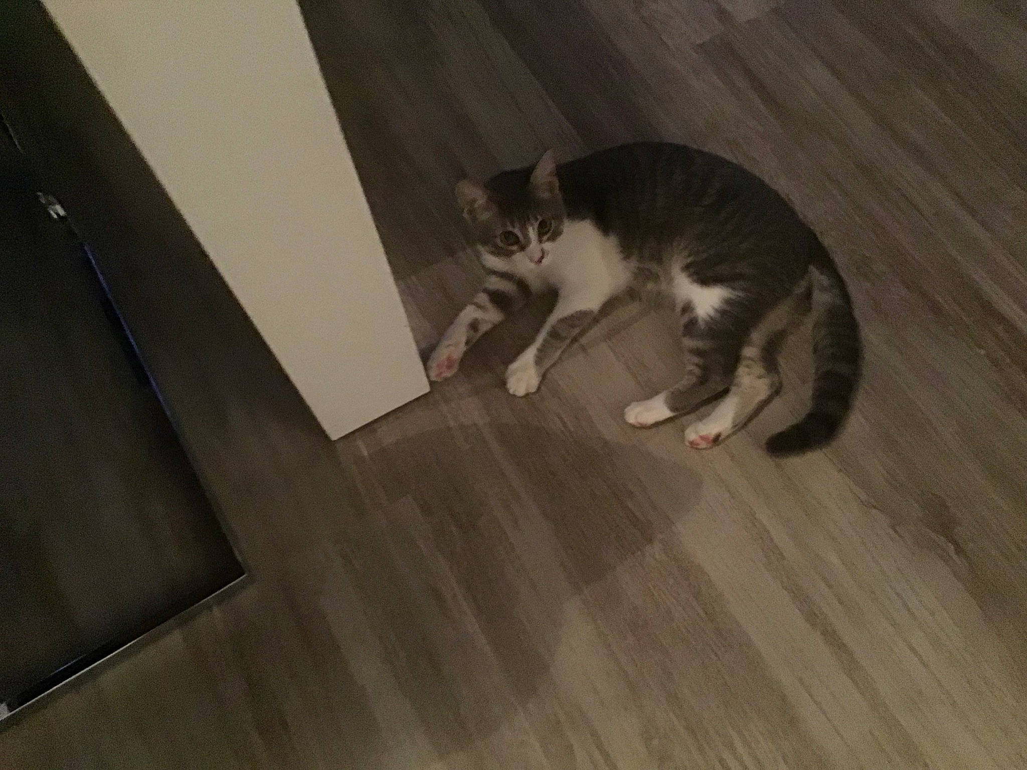 Onze a rejoint le concours — aidez-le/la à gagner de superbes lots ! carnivore, cat, domestic_short_haired_cat, european_shorthair, felidae, floor, flooring, fur, hardwood, kitten, laminate_flooring, paw, polydactyl_cat, small_to_medium_sized_cats, snout, tail, whiskers, wood, wood_flooring