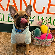 Coconut joined the competition — help win amazing prizes! french_bulldog, puppy, dog, hoodie, blue_collar, tongue_out, basket, colorful_eggs, floor, indoor, pet, cute, playful, animal, small_dog, ears_up, brown_dog, decor, wall_text, closeup