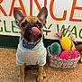 french_bulldog, puppy, dog, hoodie, blue_collar, tongue_out, basket, colorful_eggs, floor, indoor, pet, cute, playful, animal, small_dog, ears_up, brown_dog, decor, wall_text, closeup