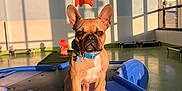 Coconut joined the competition — help win amazing prizes! dog, french_bulldog, indoor, playground, blue, plastic, sunlight, shadow, painting, wall, collar, pet, animal, floor, window, light, ears, expression, room, toy