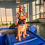 dog, french_bulldog, indoor, playground, blue, plastic, sunlight, shadow, painting, wall, collar, pet, animal, floor, window, light, ears, expression, room, toy