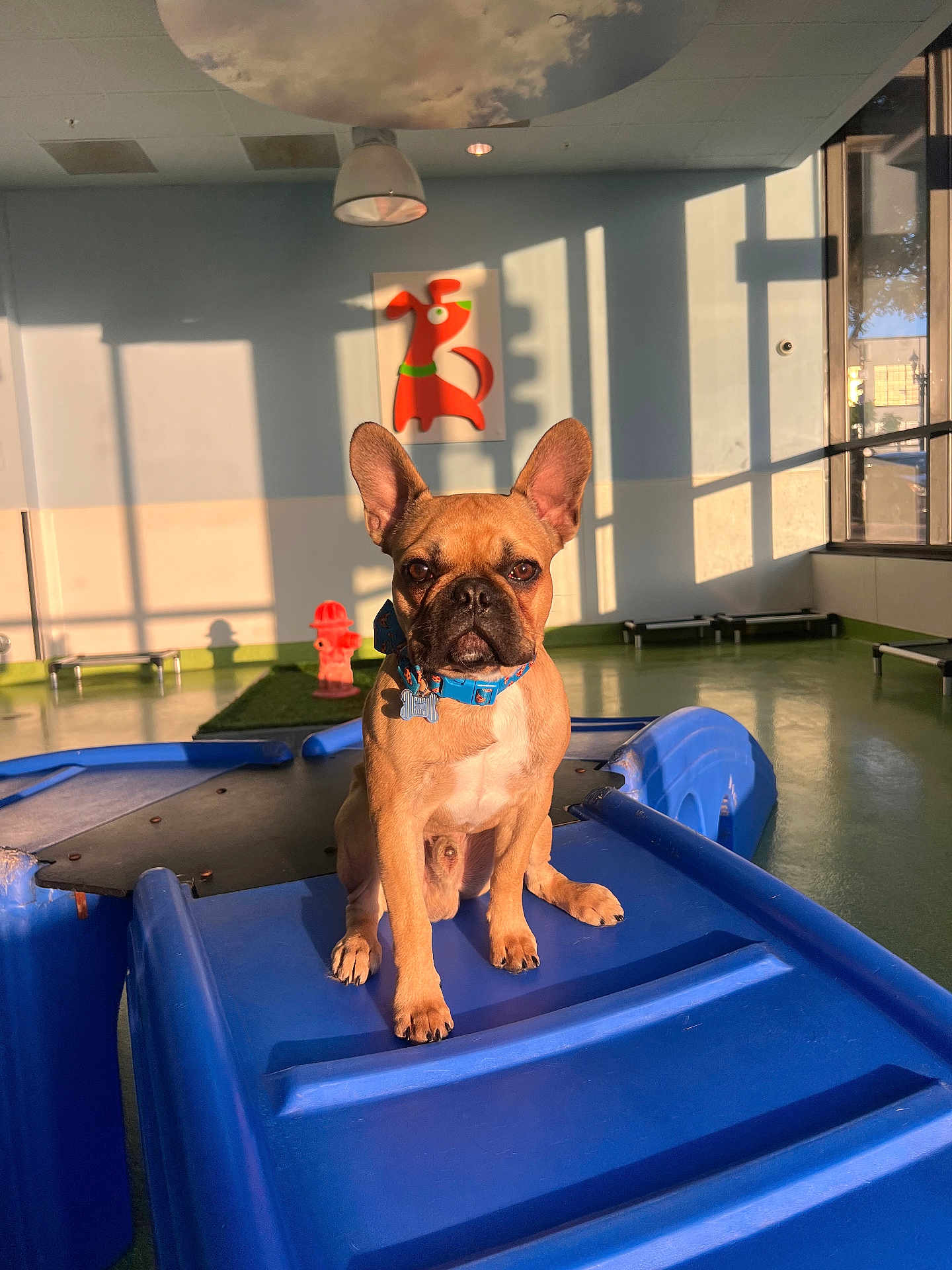 Coconut joined the competition — help win amazing prizes! dog, french_bulldog, indoor, playground, blue, plastic, sunlight, shadow, painting, wall, collar, pet, animal, floor, window, light, ears, expression, room, toy