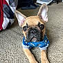Coconut is registered to the contest to win money with this photo: dog, puppy, french_bulldog, blue_sweater, carpet, indoor, pet, cute, ears, face, animal, lying_down, brown, black_nose, whiskers, front_paws, looking, young, domestic_animal, small_dog