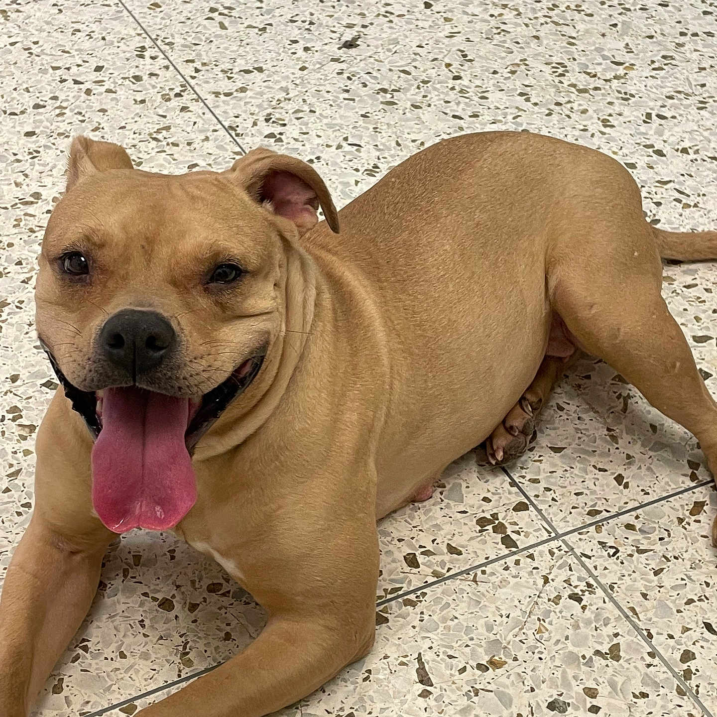 Solina is registered to the contest to win money with this photo: accessories, animal, bodypart, boxer, bulldog, canine, dog, face, frenchbulldog, head, hound, leash, mouth, person, pet, pitbull, puppy, snout, strap, whitedog