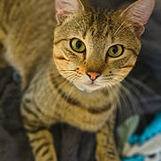 Punky joined the competition — help win amazing prizes! animal, background_blur, cat, close_up, curious, domestic_cat, ears, face, feline, fur, green_eyes, indoor, looking_up, mammal, pet, pink_nose, portrait, soft_focus, tabby, whiskers