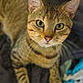 animal, background_blur, cat, close_up, curious, domestic_cat, ears, face, feline, fur, green_eyes, indoor, looking_up, mammal, pet, pink_nose, portrait, soft_focus, tabby, whiskers