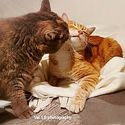 Orgeat And Mimine a rejoint le concours — aidez-le/la à gagner de superbes lots ! abyssinian, angora, animal, blanket, cat, couch, furniture, hardwood, homedecor, kitten, linen, manx, person, pet, siamese, sleeping, towel, wood
