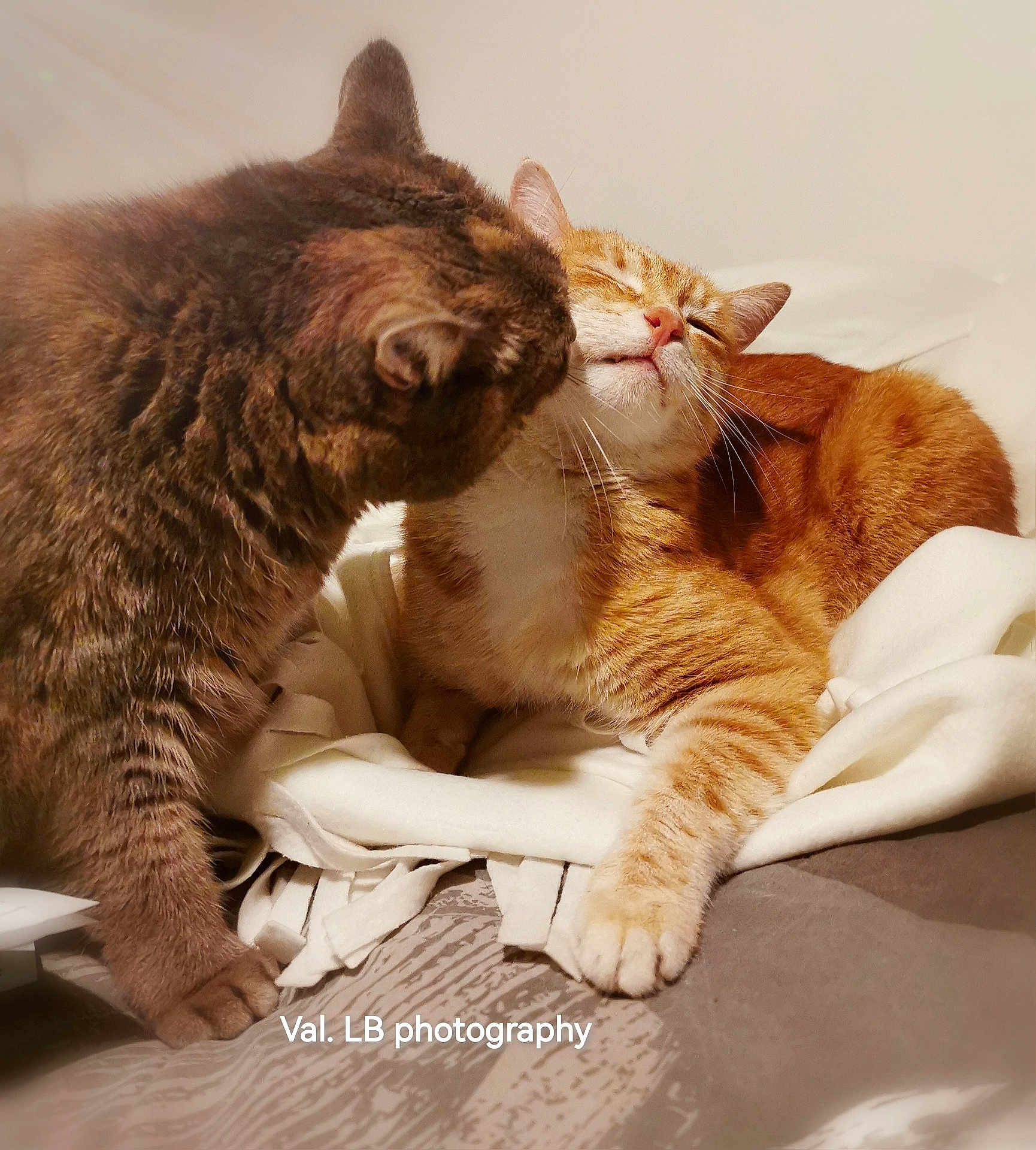 Orgeat And Mimine a rejoint le concours — aidez-le/la à gagner de superbes lots ! abyssinian, angora, animal, blanket, cat, couch, furniture, hardwood, homedecor, kitten, linen, manx, person, pet, siamese, sleeping, towel, wood