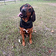 Buck joined the competition — help win amazing prizes! dog, grass, outdoor, fence, trees, tongue_out, pet, canine, collar, brown, black, sitting, playful, curious, nature, yard, animal, ears, happy, daylight