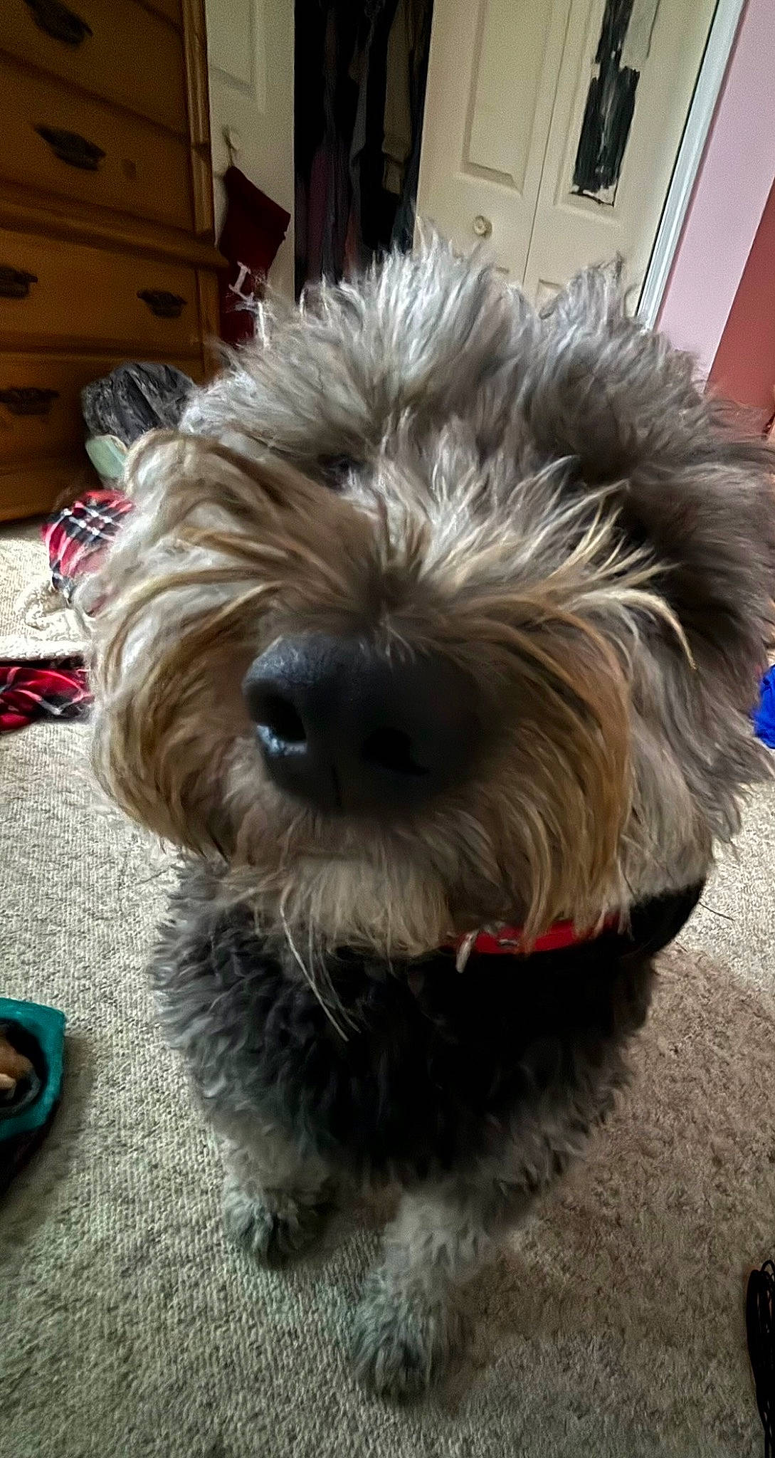 Finn is registered to the contest to win money with this photo: biewer_terrier, cabinetry, canidae, carnivore, chest_of_drawers, companion_dog, dog, dog_breed, drawer, flooring, fur, maltepoo, schnauzer, small_terrier, snout, sporting_group, terrier, toy_dog, working_animal, yorkipoo