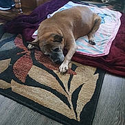 Princess joined the competition — help win amazing prizes! dog, sleeping, blanket, rug, floor, indoor, plush_toys, furniture, wooden_floor, cozy, pet, resting, brown_dog, carpet, blanket_pattern, home_interior, relaxation, animal, domestic, quiet