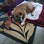 dog, sleeping, blanket, rug, floor, indoor, plush_toys, furniture, wooden_floor, cozy, pet, resting, brown_dog, carpet, blanket_pattern, home_interior, relaxation, animal, domestic, quiet