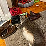 animal, blanket, boots, carpet, cat, comfortable, cozy, domestic, floor, food_bowl, furniture, gray_cat, home, indoor, pet_bed, relaxed, resting, shoes, white_cat, wood_floor