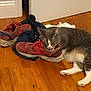 Dennis is registered to the contest to win money with this photo: cat, clothing, cozy, domestic_cat, door, feline, floor, flooring, gray_cat, household, indoor, napping, pet, relaxed, resting, shoe, sleeping, sneaker, white_paws, wooden_floor