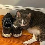 Dennis joined the competition — help win amazing prizes! animal, baseboard, black_shoes, cat, cozy, domestic_cat, feline, flooring, gray_cat, household, indoor, lying_down, paw_on_shoe, pet, relaxed, resting, sleepy, sneakers, white_paw, wooden_floor