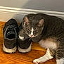 animal, baseboard, black_shoes, cat, cozy, domestic_cat, feline, flooring, gray_cat, household, indoor, lying_down, paw_on_shoe, pet, relaxed, resting, sleepy, sneakers, white_paw, wooden_floor