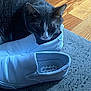 Dennis is registered to the contest to win money with this photo: animal, casual, cat, cozy, cute, domestic_cat, feline, floor, gray_cat, indoor, paw, pet, resting, rug, shoe, sleeping_cat, texture, whiskers, white_shoe, wood_floor