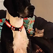 Ralphie is registered to the contest to win money with this photo: animal, black_and_white, blanket, cat, closeup, collar, companion, couch, cozy, curious, dog, domestic, furniture, home, indoor, pet, portrait, relaxed, sitting, tabby_cat