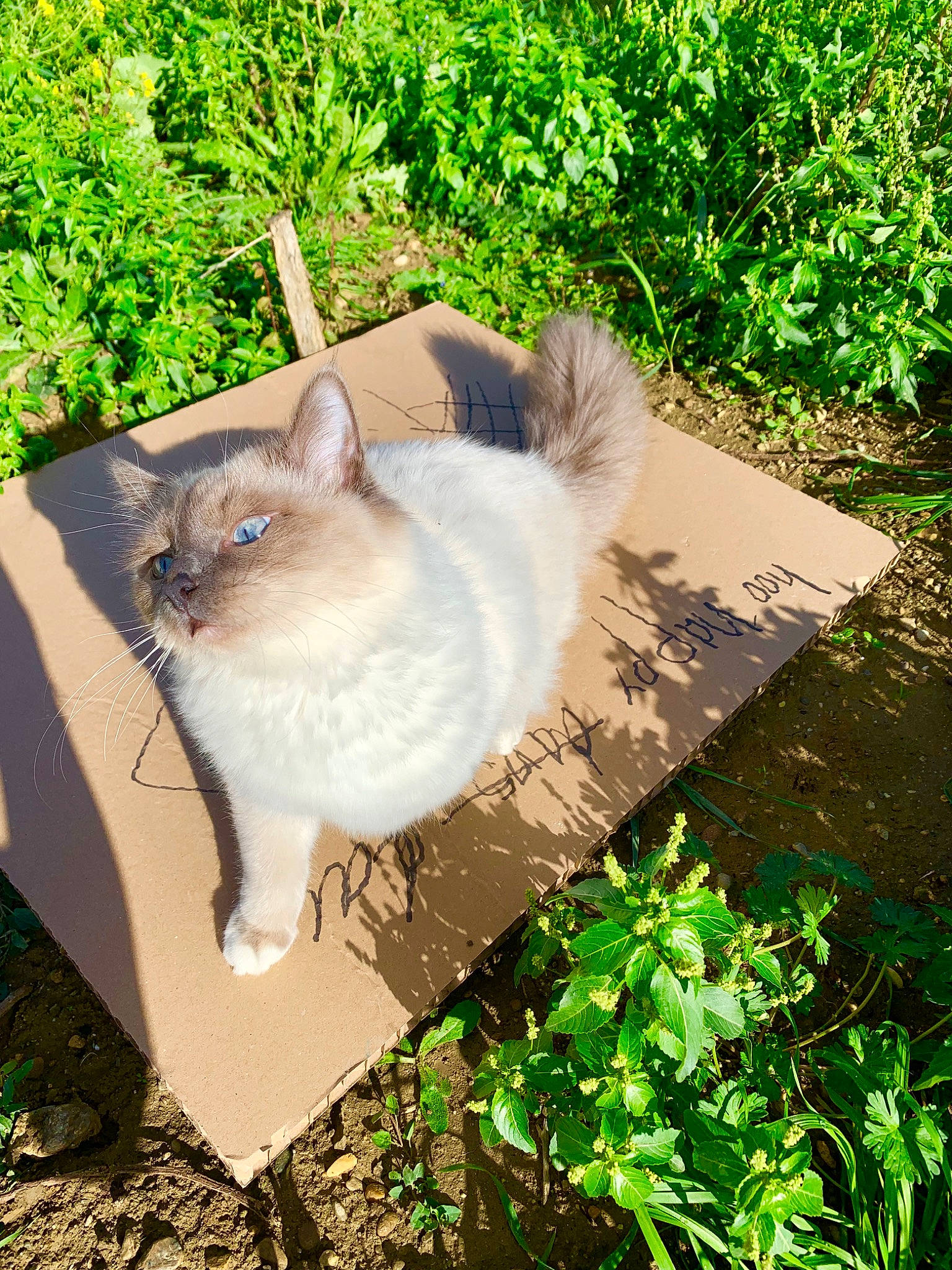 Plum participe au concours pour gagner de l'argent avec cette photo : carnivore, cat, domestic_long_haired_cat, domestic_short_haired_cat, fawn, felidae, fur, grass, plant, ragdoll, small_to_medium_sized_cats, tail, turkish_van, whiskers