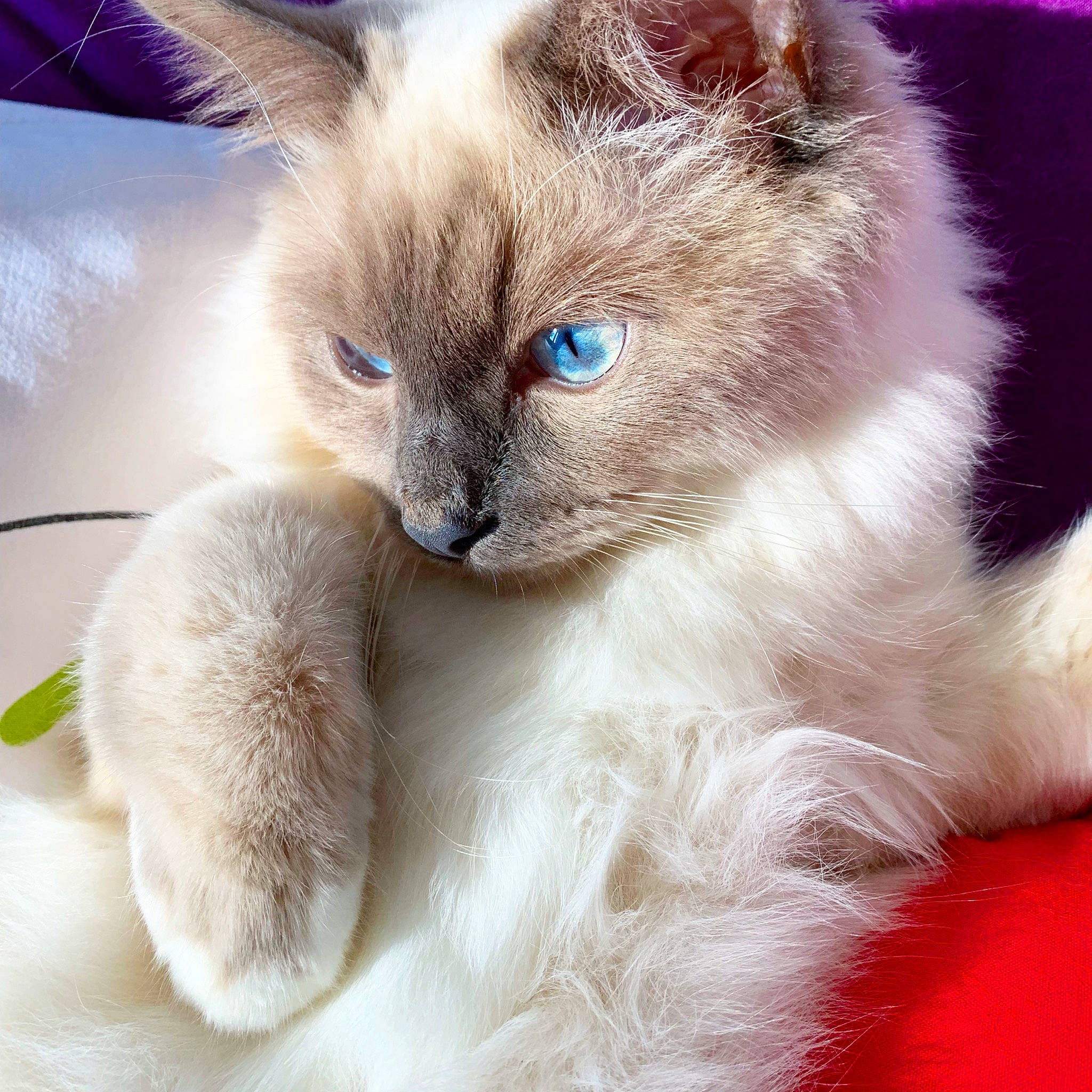 Plum a rejoint le concours — aidez-le/la à gagner de superbes lots ! balinese, birman, burmese, carnivore, cat, colorpoint_shorthair, eye, felidae, fur, javanese, kitten, mammal, ragdoll, siamese, small_to_medium_sized_cats, snout, thai, tonkinese, vertebrate, whiskers