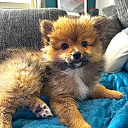 Bianca participe au concours pour gagner de l'argent avec cette photo : puppy, dog, fluffy, cute, pet, indoor, couch, blanket, fur, animal, young, relaxed, cozy, home, portrait, canine, paw, snout, ears, blue