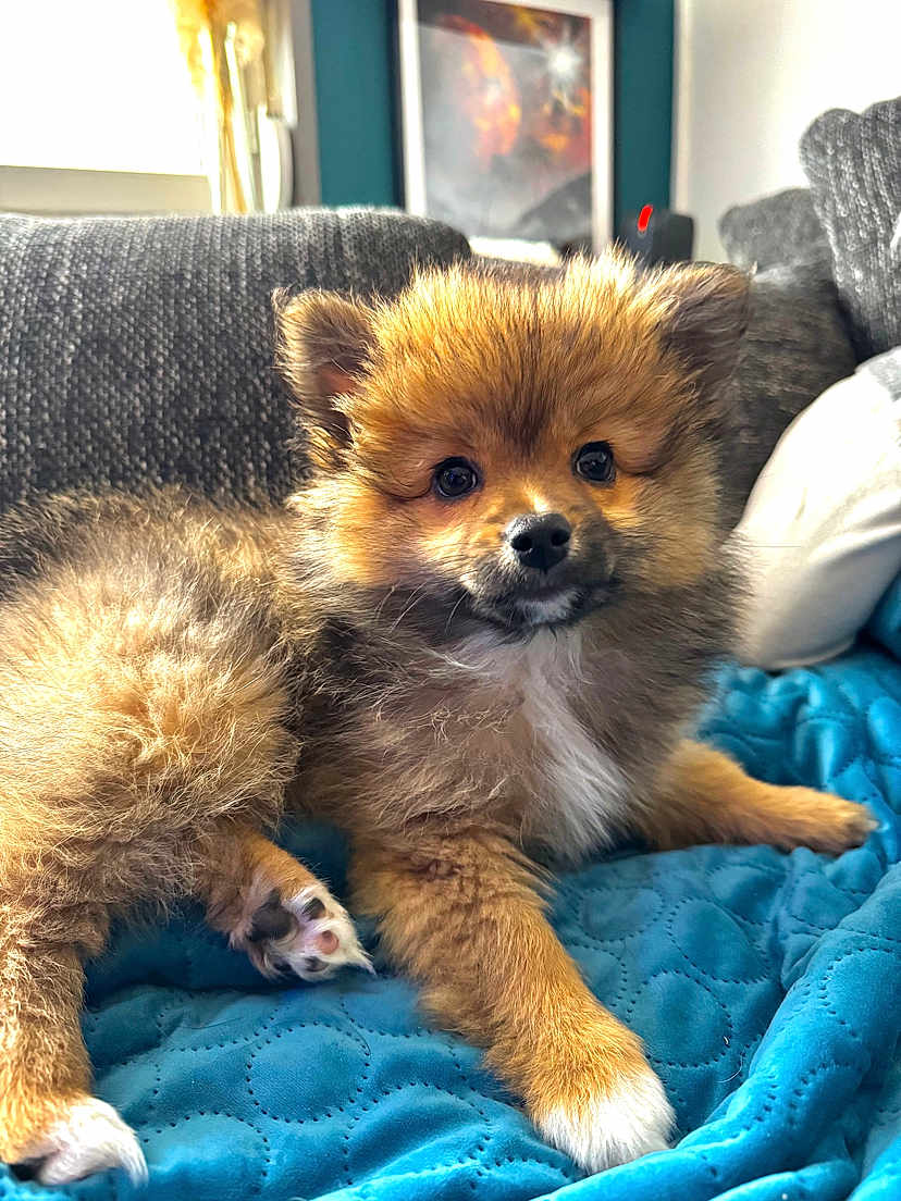Bianca participe au concours pour gagner de l'argent avec cette photo : puppy, dog, fluffy, cute, pet, indoor, couch, blanket, fur, animal, young, relaxed, cozy, home, portrait, canine, paw, snout, ears, blue