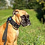 alert, animal, black_muzzle, boxer, brown_coat, canine, closeup, daylight, dog, field, grass, greenery, harness, leash, nature, outdoor, pet, portrait, serious_expression, sunlight