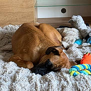 Adhi a rejoint le concours — aidez-le/la à gagner de superbes lots ! animal, bed, blanket, brown, calm, comfort, cozy, cuddle, cute, dog, fluffy, fur, home, indoor, paw, pet, relax, resting, sleeping, toy