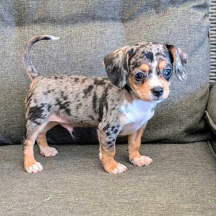 Atypik participe au concours pour gagner de l'argent avec cette photo : alert, black, brown, companion, couch, cute, dog, ears, fabric, fur, home, indoor, pet, puppy, small_dog, spotted_coat, standing, tail_up, white, young