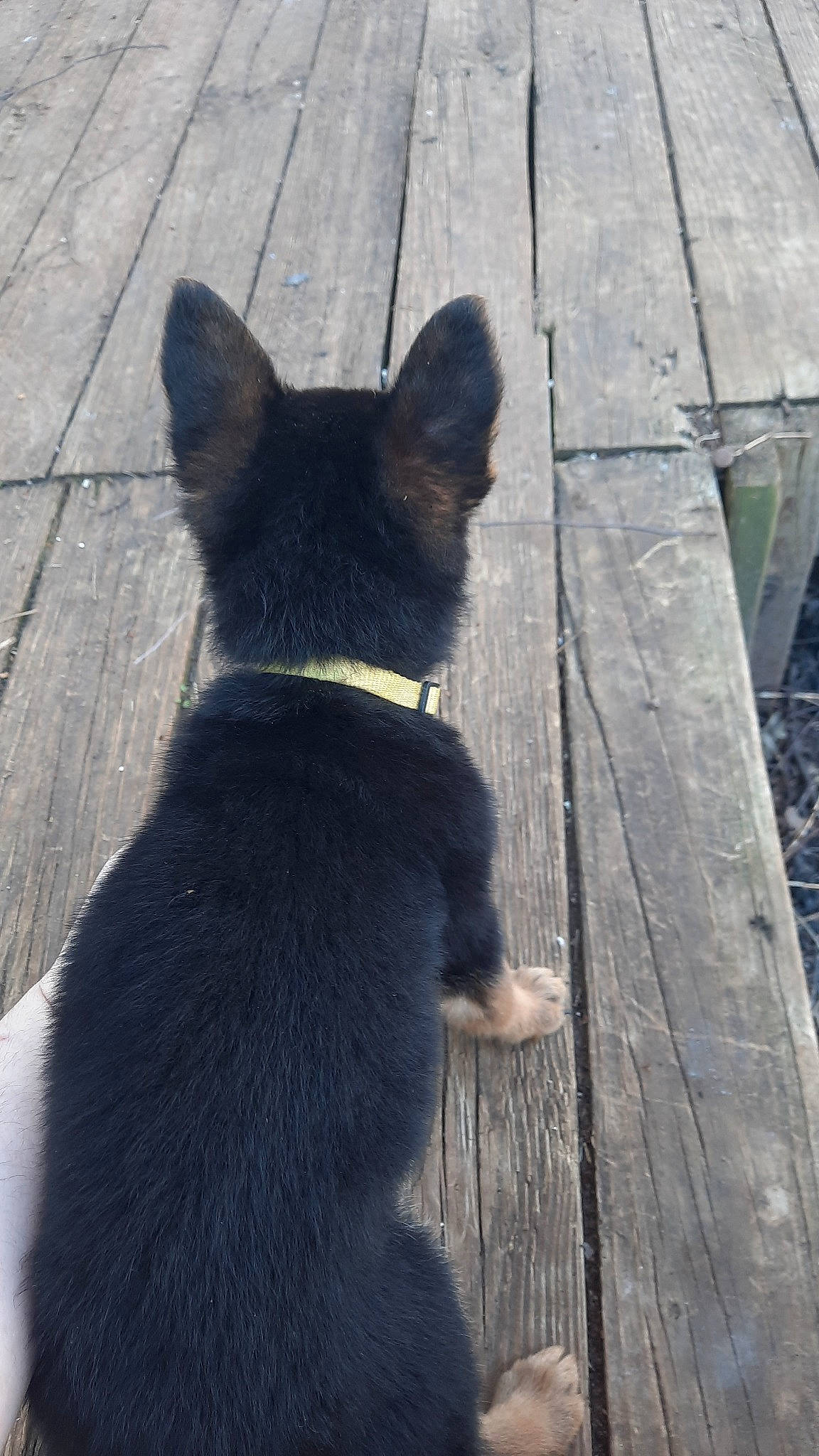 Goldie joined the competition — help win amazing prizes! black_cat, carnivore, collar, dog, dog_breed, domestic_short_haired_cat, felidae, flooring, fur, grey, pet_supply, road_surface, small_to_medium_sized_cats, snout, sporting_group, tail, whiskers, window, wood, working_animal