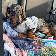 Cristiano participe au concours pour gagner de l'argent avec cette photo : animal, blanket, car_interior, clothing, cozy, cute, dachshund, dog, domestic_animal, ears, fur, hoodie, lying_down, mammal, paws, pet, portrait, relaxed, seat, sunlight